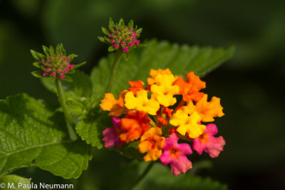 lantana