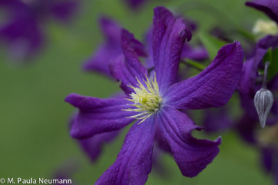 climatis