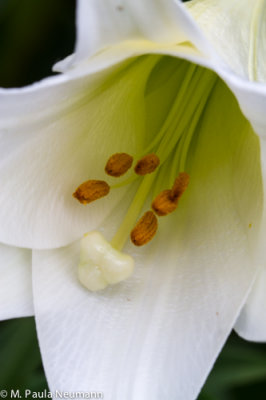 lily