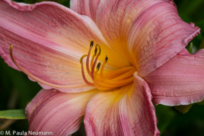 lily