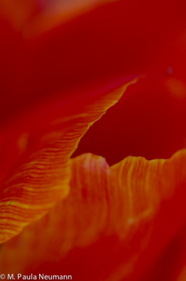 tulip