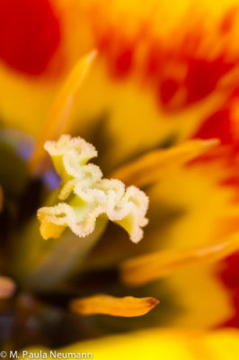 tulip