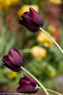 tulips