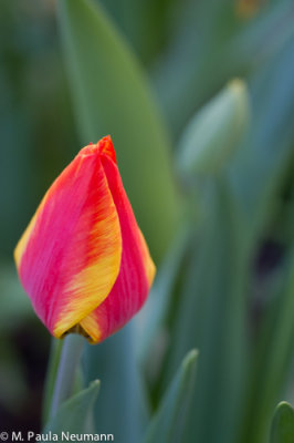 tulip
