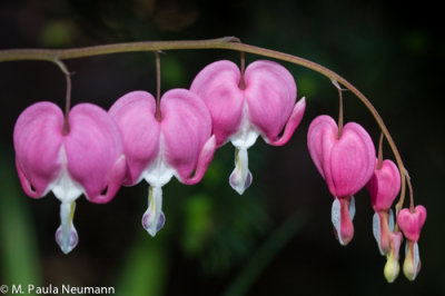 bleeding heart