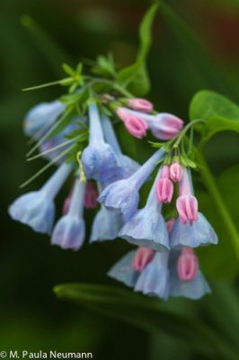 Virginia bluebells