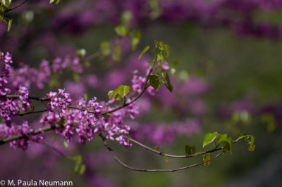 redbud