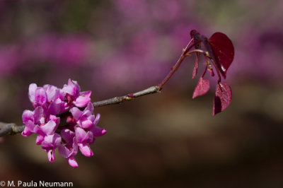 redbud