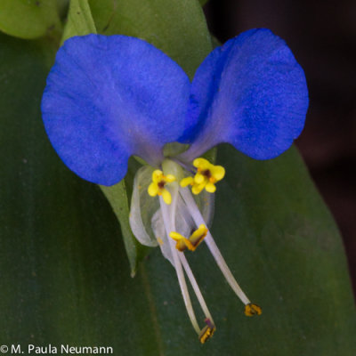 Asiatic day flower