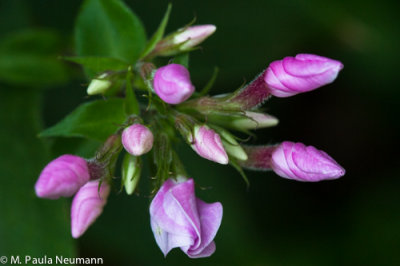 phlox