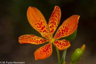 blackberry lily
