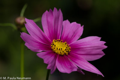 cosmos