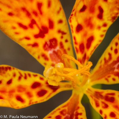 blackberry lily