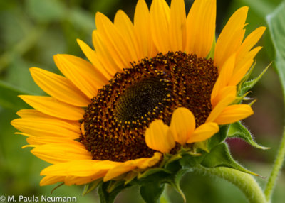 sunflower