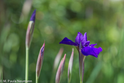 iris