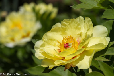 peony