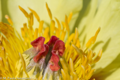 peony
