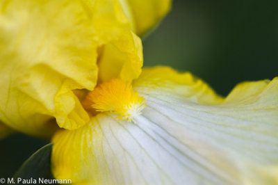 iris