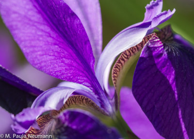 iris