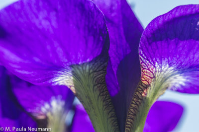 iris