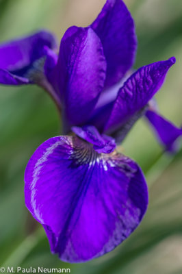 iris