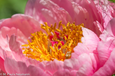 peony