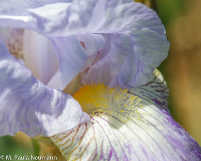 iris