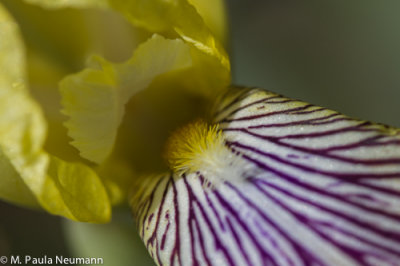 iris