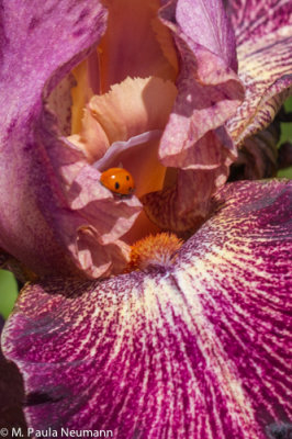 iris