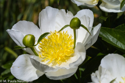 peony