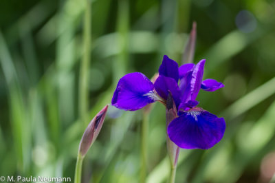 iris