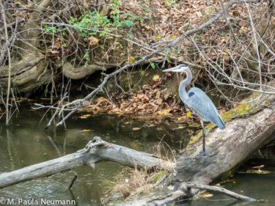 Great Blue Heron at Harper's Ferry