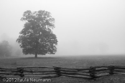 Foggy morning in Smoky Mtns.