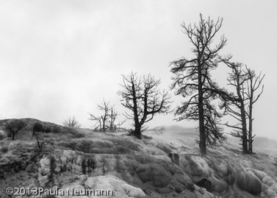 Mammoth Springs, Yellowstone National Park