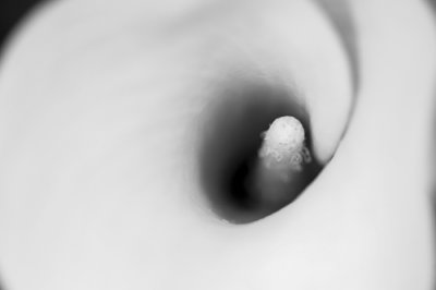 calla lily
