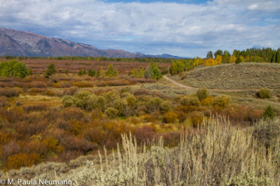Willow Flats