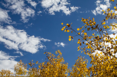 Aspen trees at Willow Flats