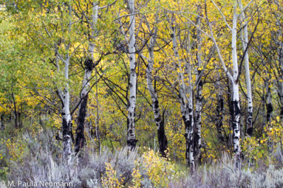 Aspen trees