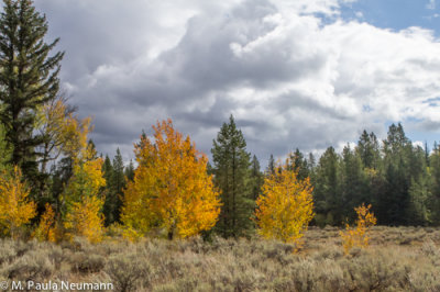 Fall color