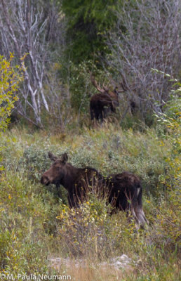 moose