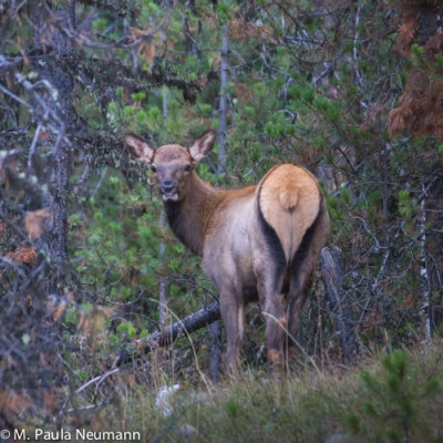 Elk