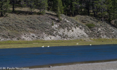 trumpeter swans on Madison River