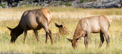 elk