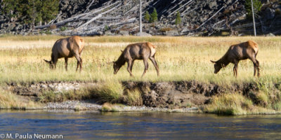elk along Madison River