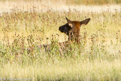 elk