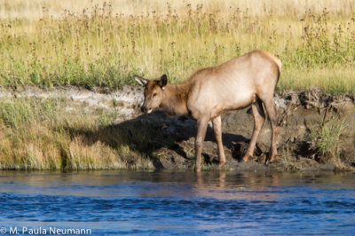 elk