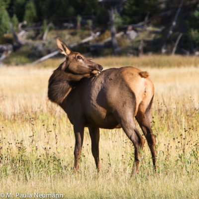 elk