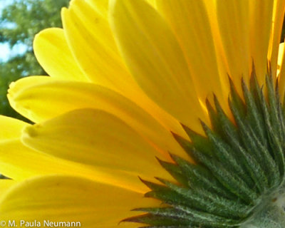 Maine 2012 neoc-347.jpg
