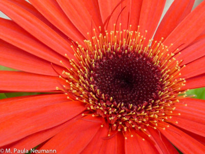 Maine 2012 neoc-348.jpg