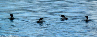 Loons on Lake Millinocket